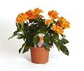 کروساندرا